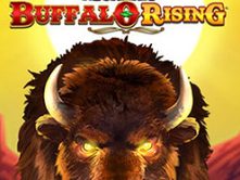 Buffalo Rising